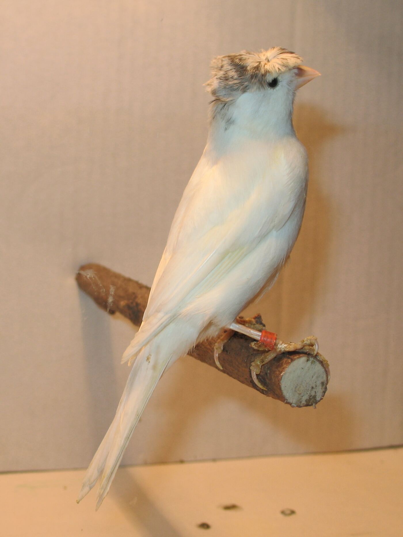 Kanarek — białe